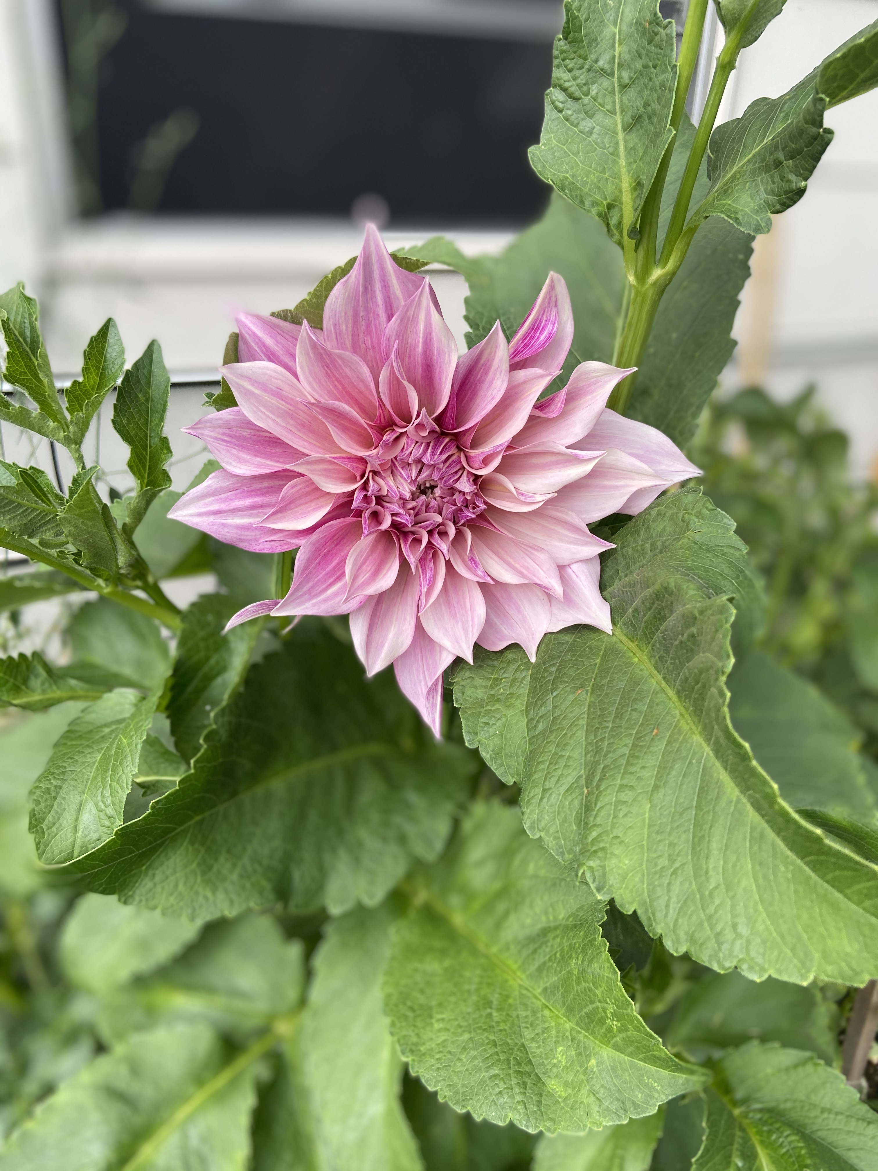 Fuchsia dahlia on the stem in the garden with greenery in the background